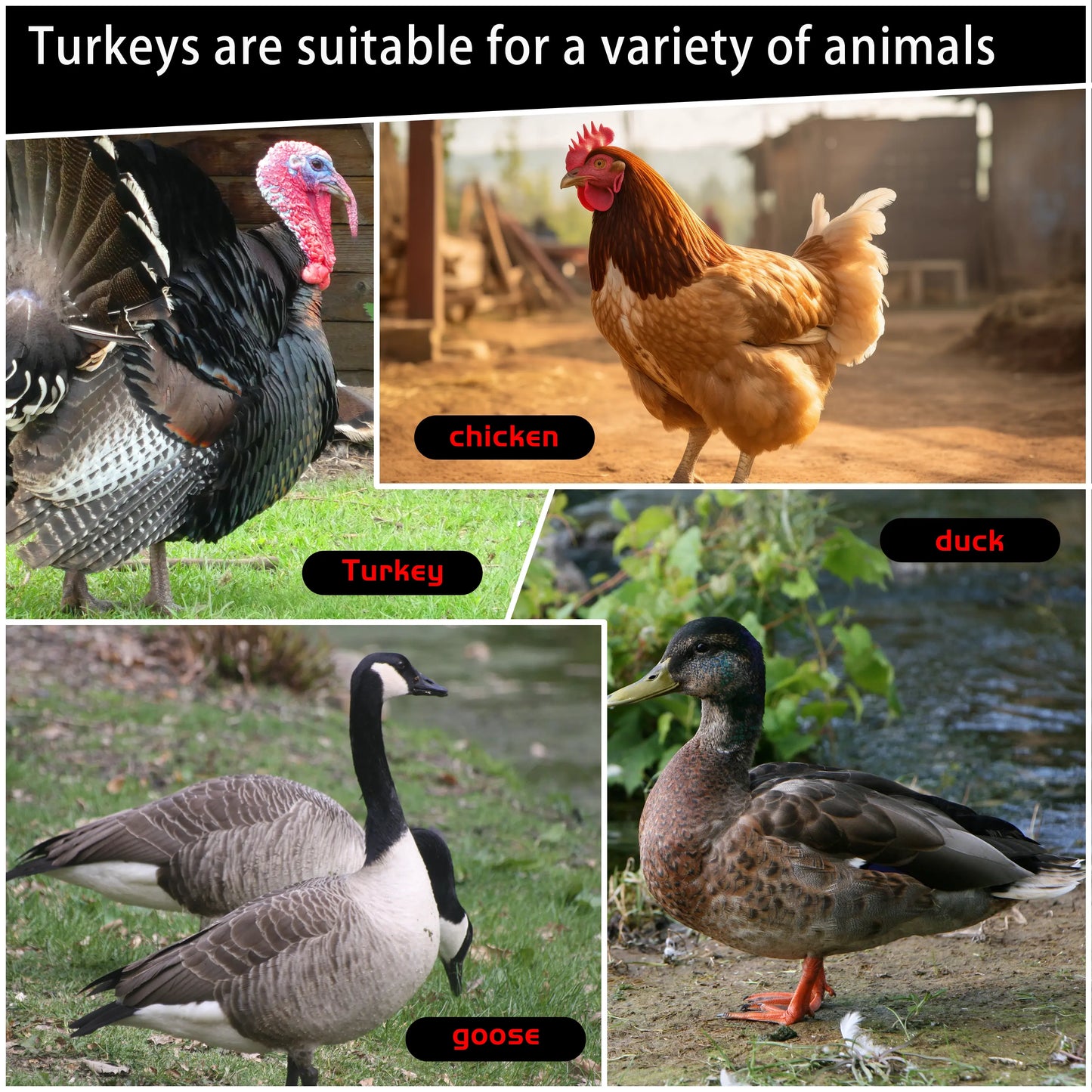 [With Cups and Pipes]Automatic Poultry Drinking Durable Water Dispenser for Backyard Farm Ducks Geese Rabbits Birds with 8-Pack Chicken Water Cups Feeder with Water Pipe Tiktokshopspringglowup